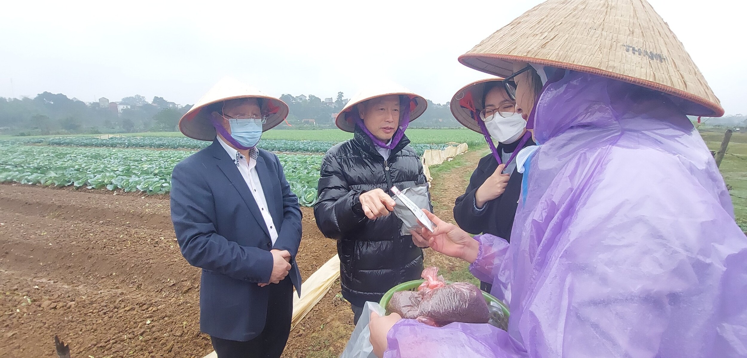 Japanese experts taught GOC how to cultivate shiso